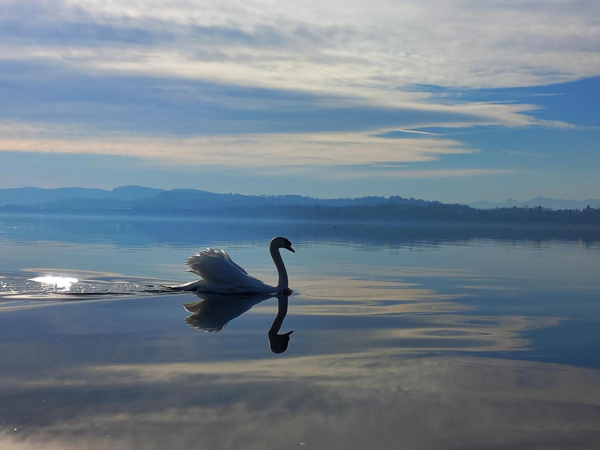 Appartamento Miralago Con Giardino Sul Lago Gavirate Buitenkant foto